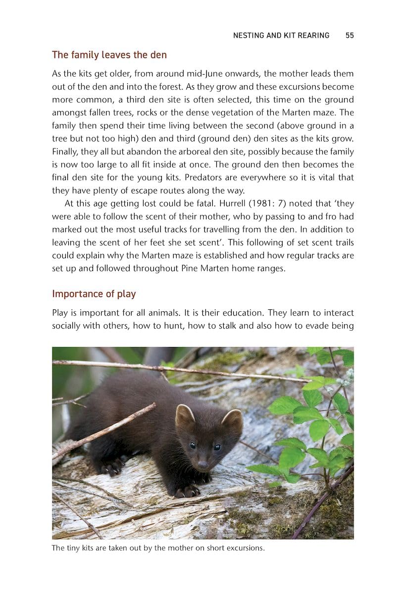 Pine Marten: The Secret Life of Martes martes (Pelagic Monographs)