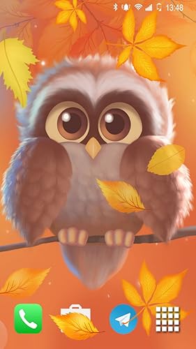 Cute Owl