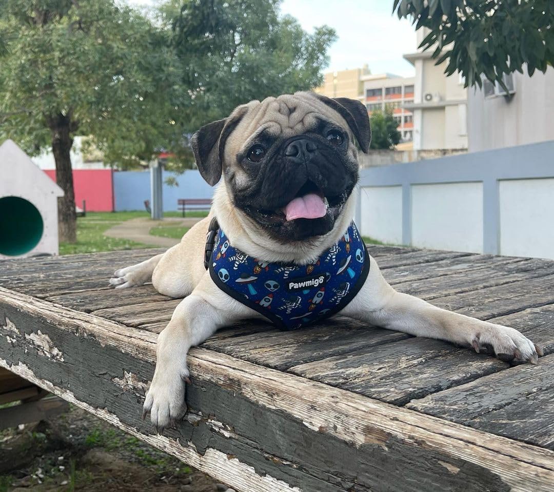 Reversible Dog Harness - Best No-Pull Designer Pet Harnesses for Medium Dogs - Padded Stretchy Adjustable Vest with Leash Clip for Easy Walking (X-Large, Extra-Furrestrial)