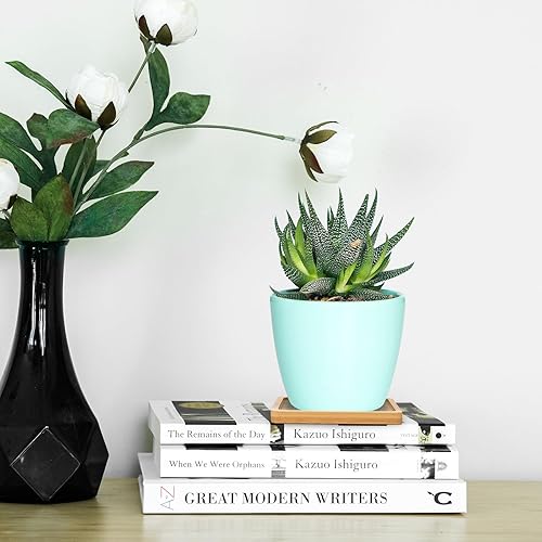 Miniatura 5 de Cosmos 4 piezas de platillo de bambú para suculentas, bandeja de drenaje con borde elevado para macetas pequeñas de 3.5 pulgadas (forma cuadrada)