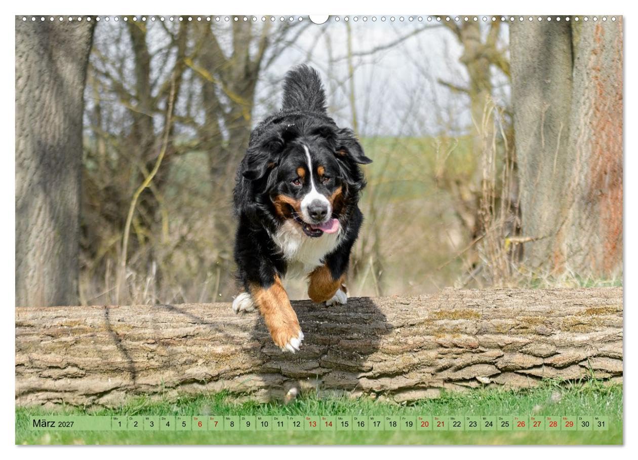 CALVENDO - Berner Sennenhunde - Mit jedem Blick ein Stück Geborgenheit (Wandkalender 2027 DIN A2 quer), Monatskalender: Bilder die Herz und Seele berühren