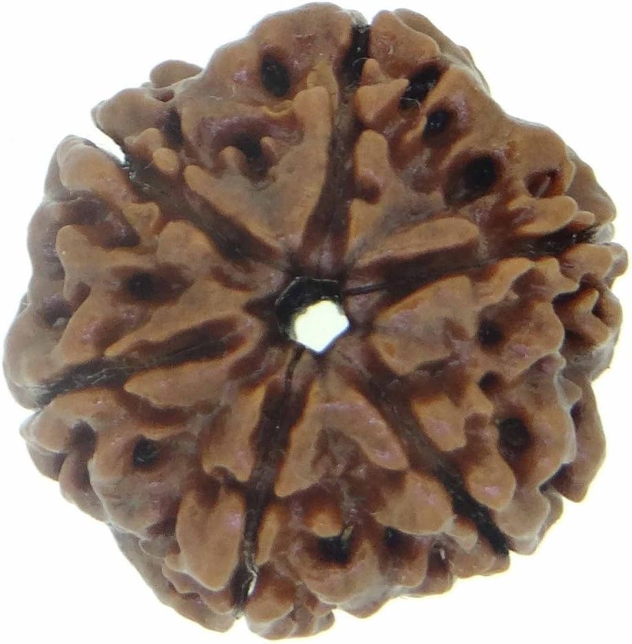 Arihant Gems & Jewels 6 Mukhi/Faced Nepali Rudraksha 100% Natural, Original & Certified Astrological Round Rudraksha Seeds Loose Beads (Elaeocarpus ganitrus) Unisex Both for Men & Women