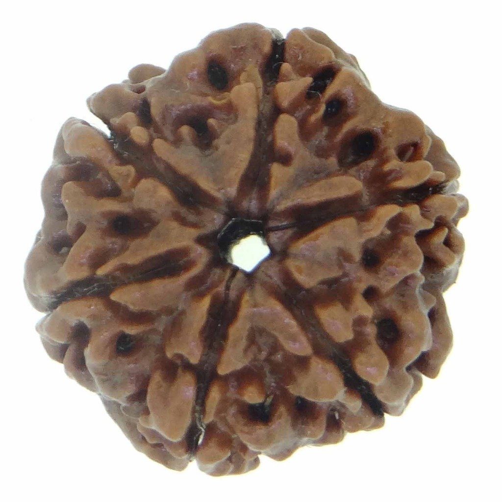 The Himalayan River Brown Certified 6 Mukhi Nepali Rudraksha for Unisex with Ganga Jal from Haridwar and Free Book On Rudraksha