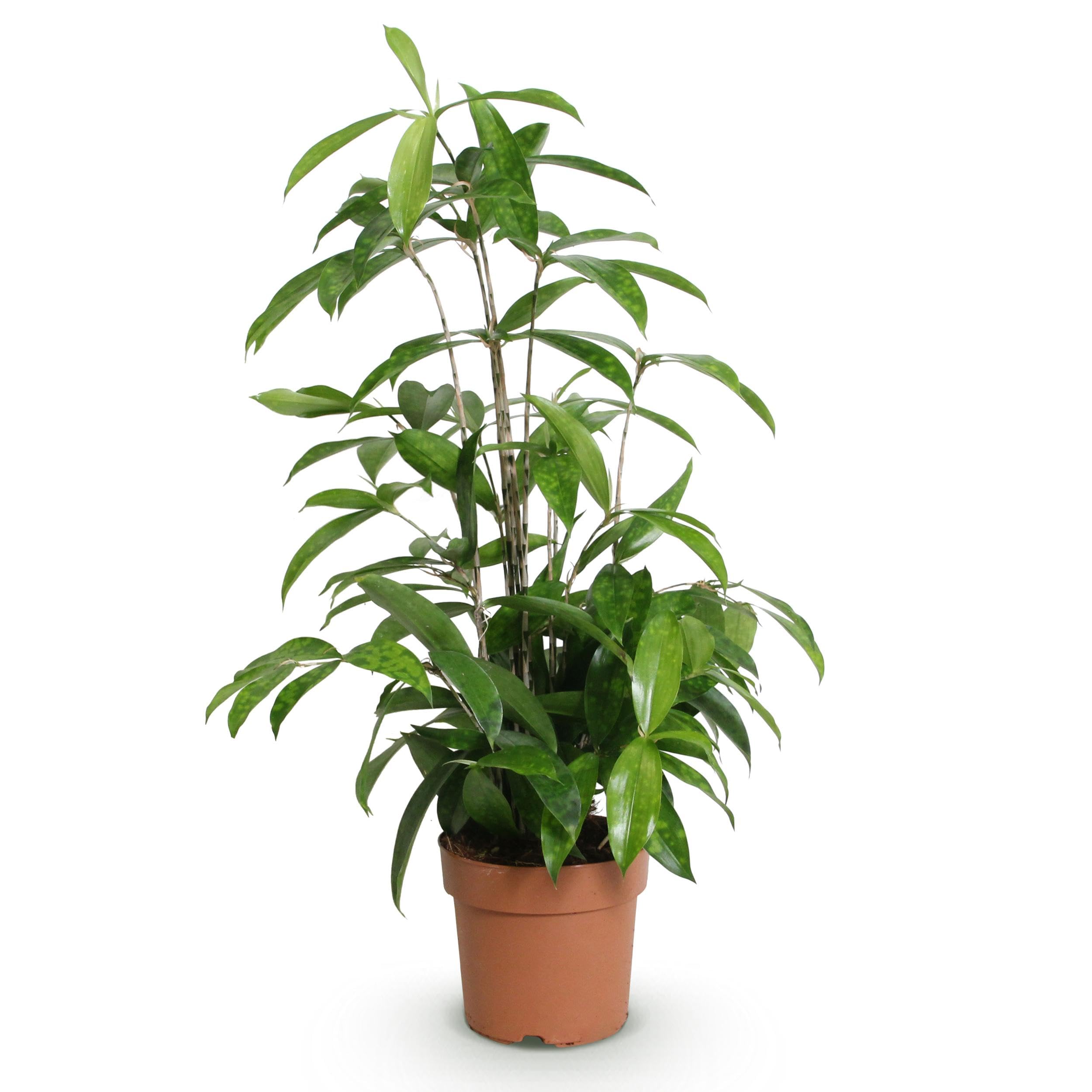 Dracaena surculosa - Drzewo smoczej krwi - Niskie koszty utrzymania - Zielony - 60-70cm - Ø17cm - Roślina doniczkowa - Zimozielony