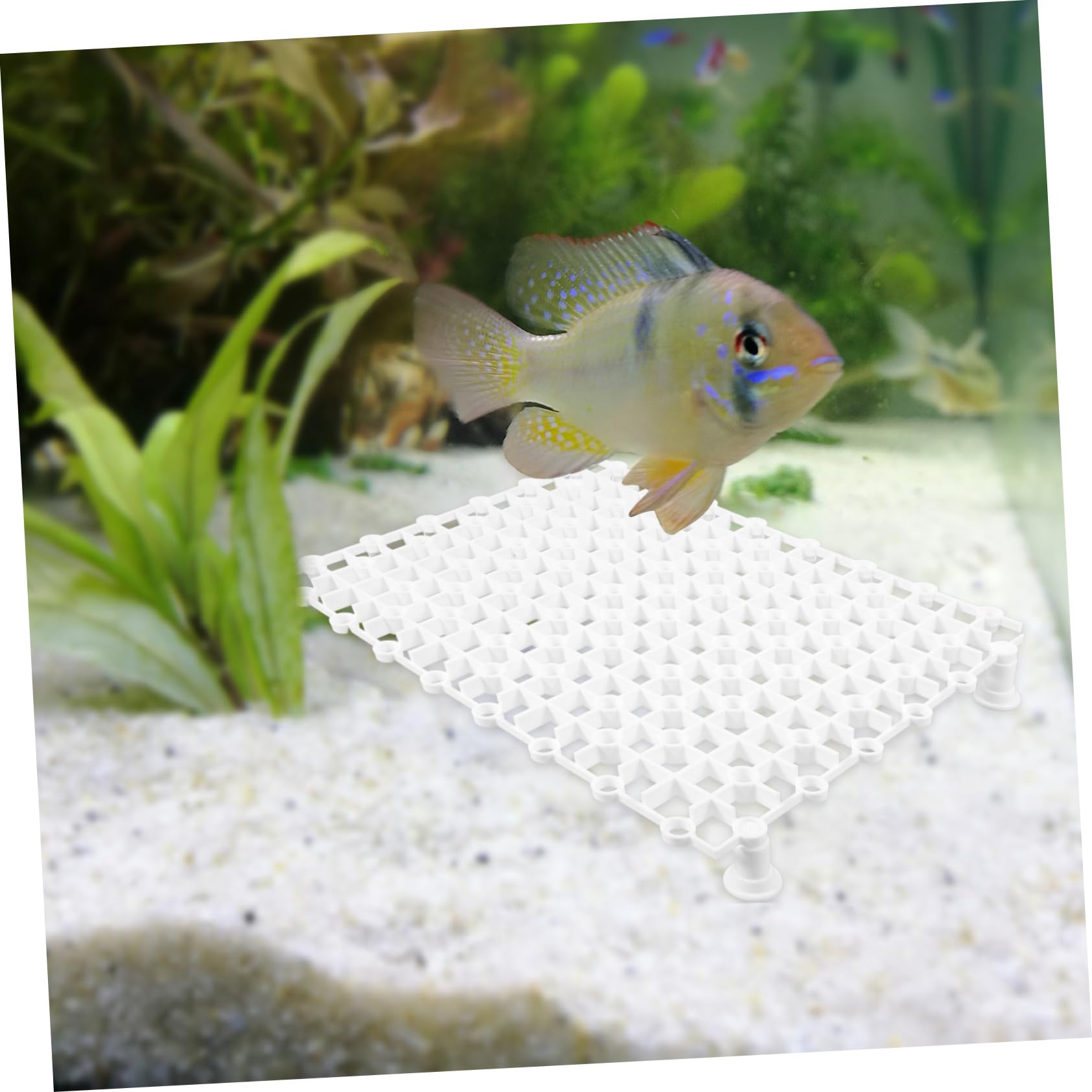 COLLBATH 4stücke Teiliges Fisch Tank Bodenfilterplatte Wiederverwendbare Aquarium-trennplatten Mit Atmungsaktivem Design Für Effektive Wasserzirkulation Und Dekoration