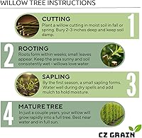 Vista 6 de Abby's Willow Bonsai Forest - 5 esquejes de sauce - Árboles en miniatura fáciles de cultivar para jardines interiores o exteriores