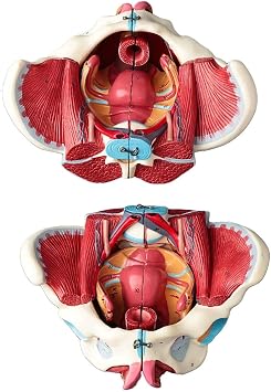 Life-Size Female Pelvis Model with Pelvic Floor Muscles, Blood Vessels, Nerves and reproductive System, 4 Parts with Removable Organs, for Teaching Physiology and Hygiene in Anatomy Schools