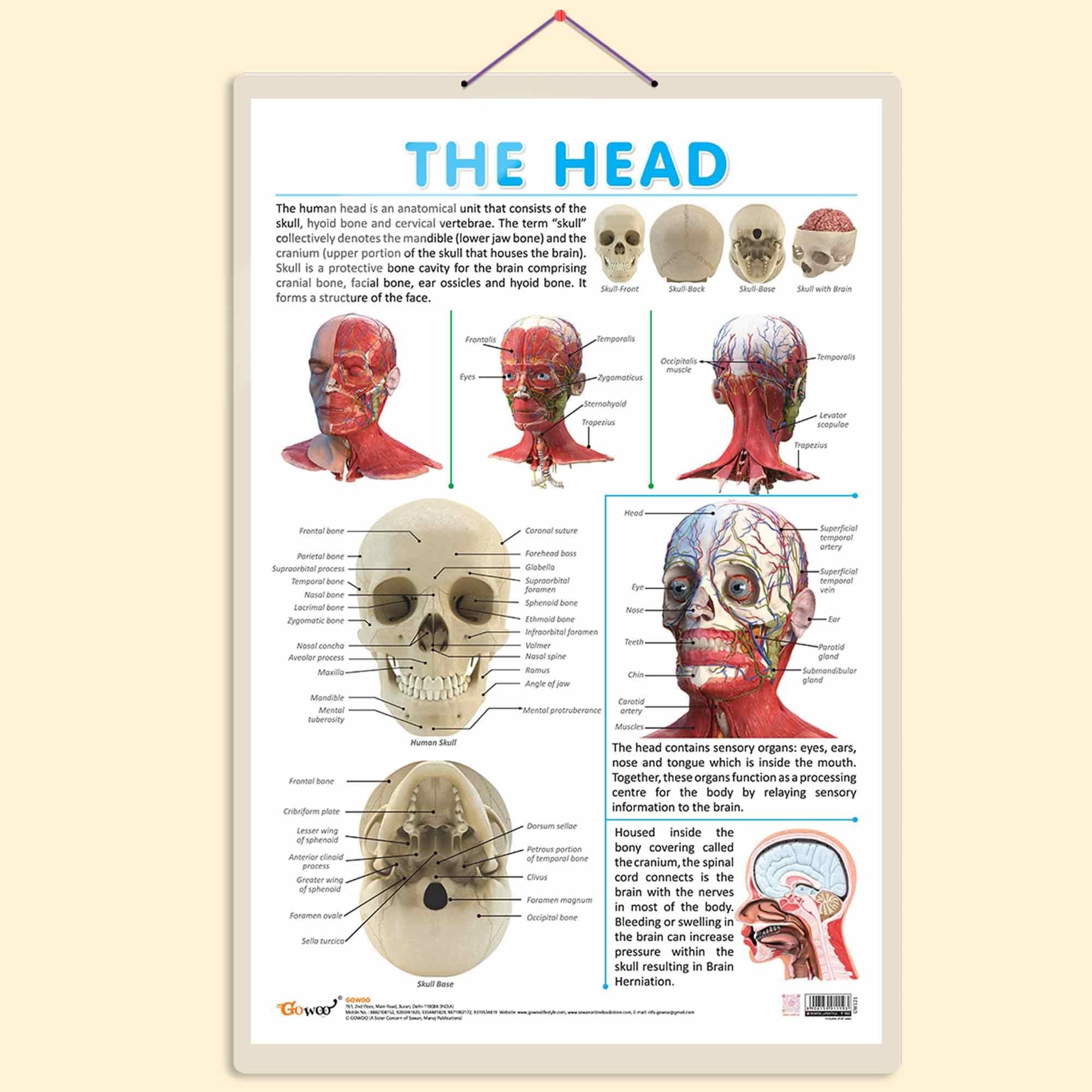 THE HEAD CHART | Unveiling the Wonders of the Head: Educational Visual Guide (B0CHW1T6Q7) Amazon Price History, Amazon Price Tracker