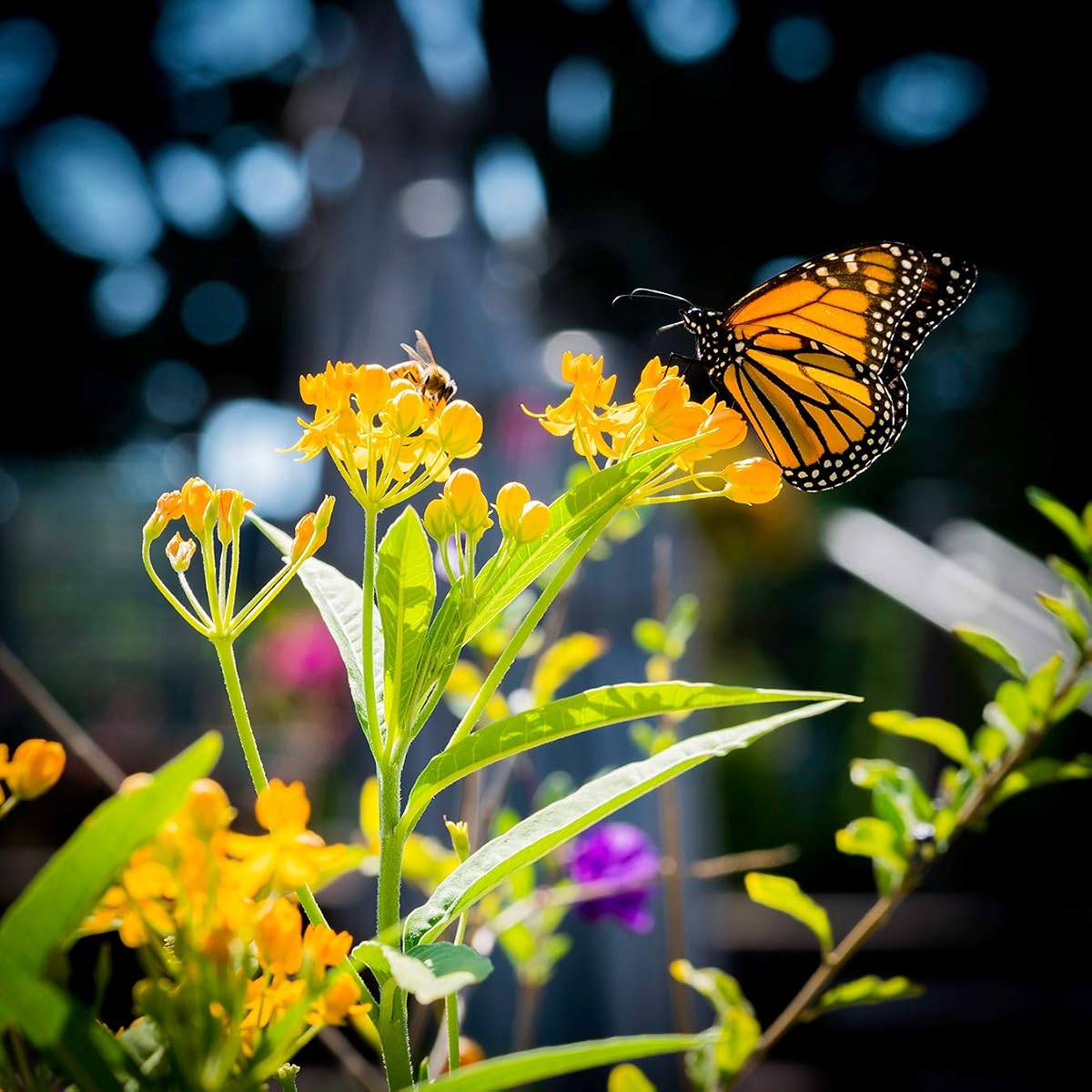 Pollinator Flower Seed Kit view 3