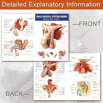 Amazon.com: HADWYN Male Genital Organ Model Pelvic Muscles