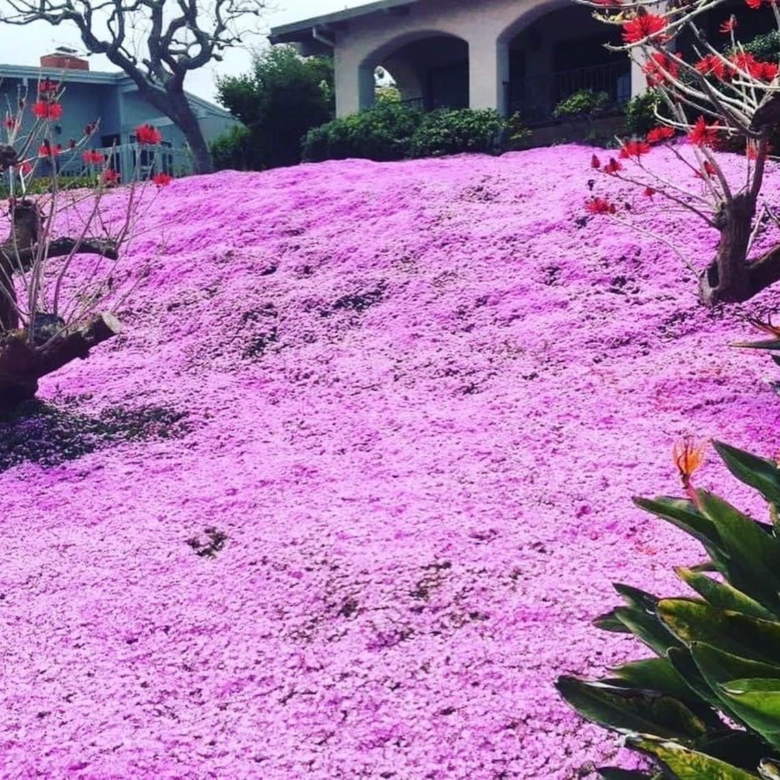 Solution Creeping Thyme 6000+ SeedsWalk on Me,Thymus