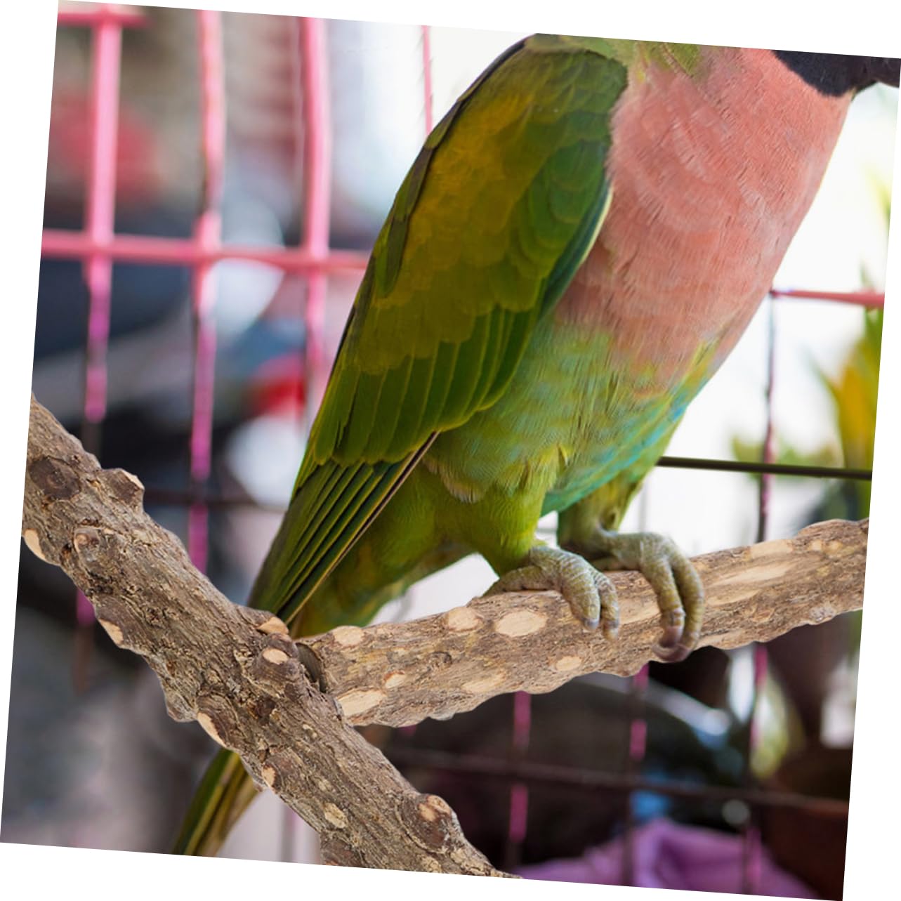Kisangel 10pièces Perchoir à Oiseaux Naturel pour Oiseaux De Compagnie Bâtons De Meulage pour Perroquets Et Perruches Accessoire Exercice Jouet Interactif