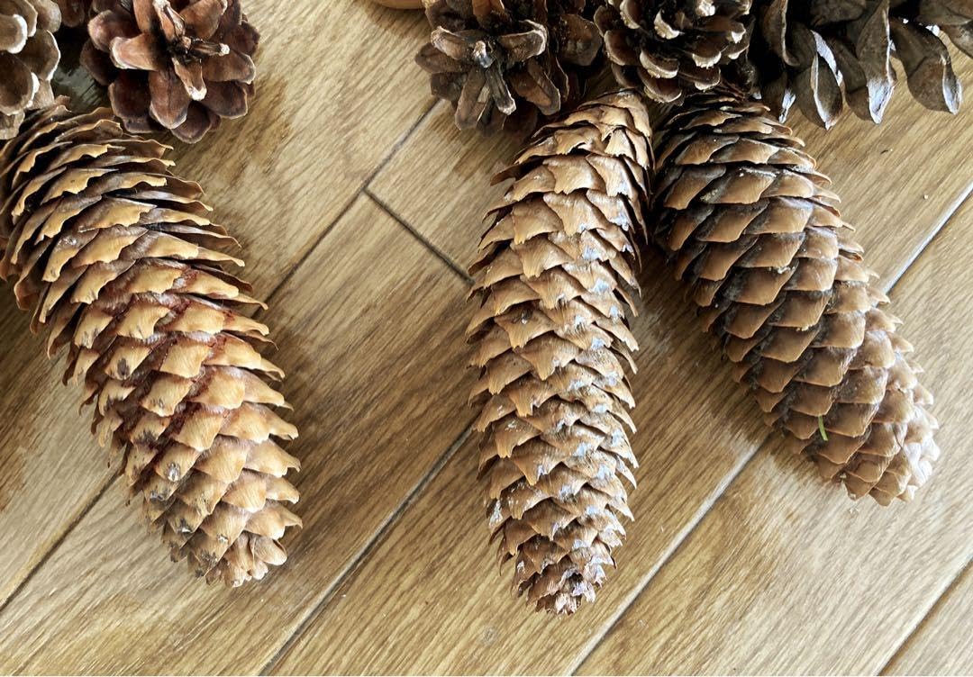 Amazon.co.jp: ドイツトウヒ 松ぼっくり どんぐり クリスマス スワッグ