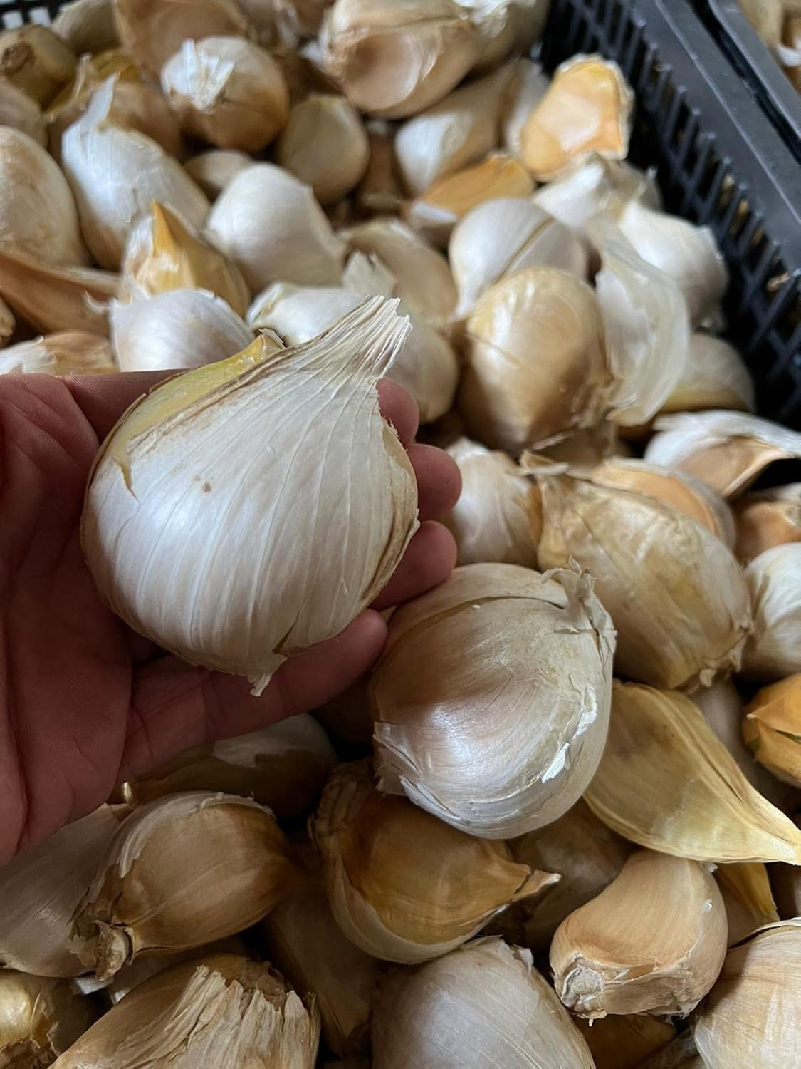 AGLIONE varietà di aglio tipica della Val di Chiana CONFEZIONE 1 CAPO (circa 200gr)