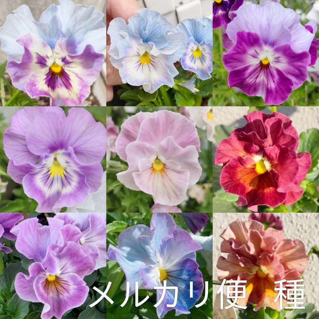 Amazon.co.jp: シエルブリエ 種 正規苗から採取 ブルーパープルピンク