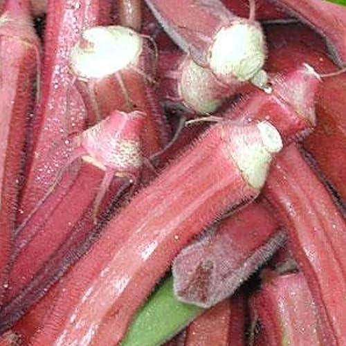 Semillas de Okra de Borgoña Roja - 0.07 oz  35 Semillas - Semillas de jardinería agrícola, de polinización abierta, sin OMG, semillas de jardinería