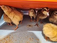 Review Image by Christy