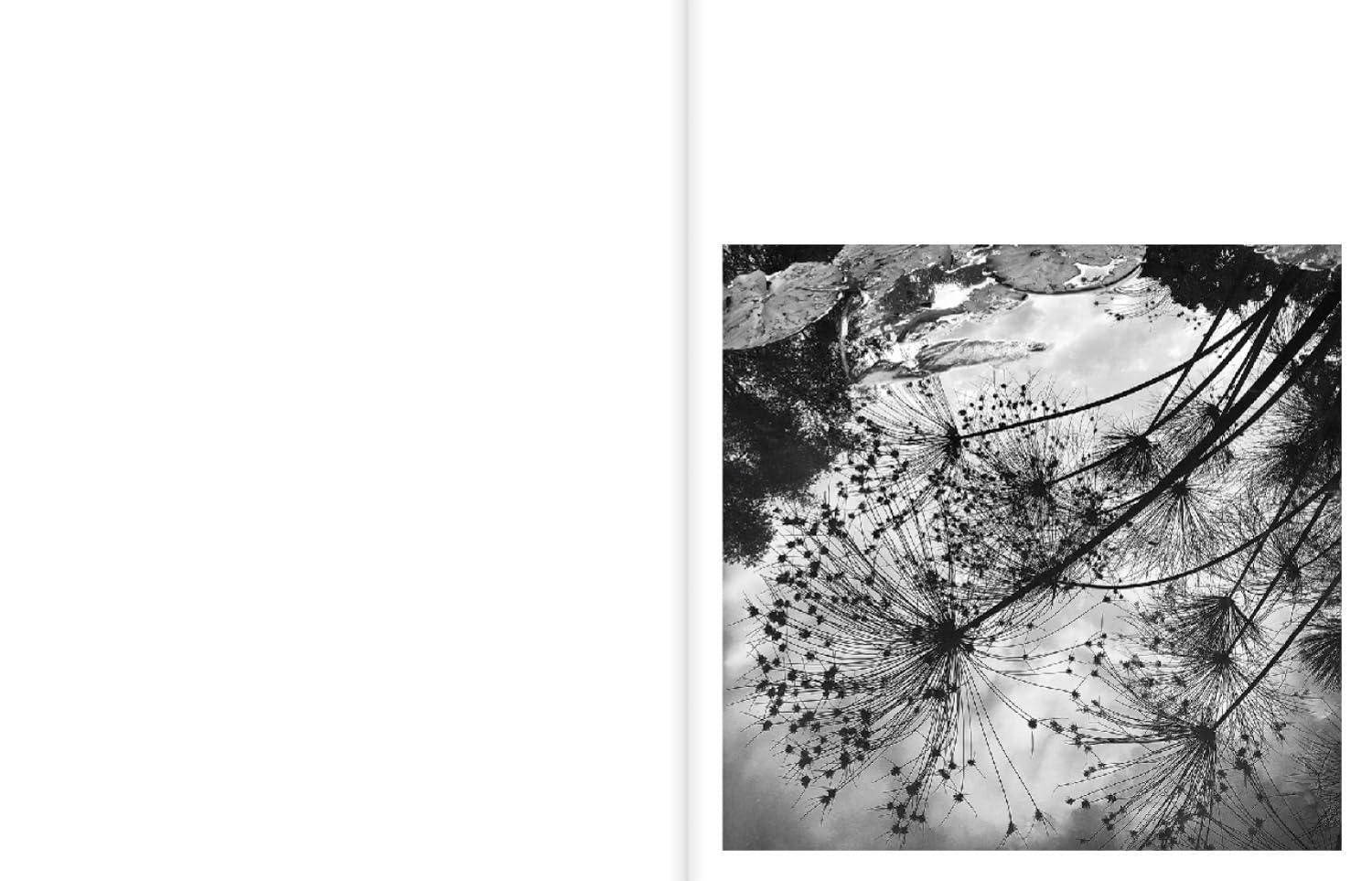 A Certain Nature After Giverny