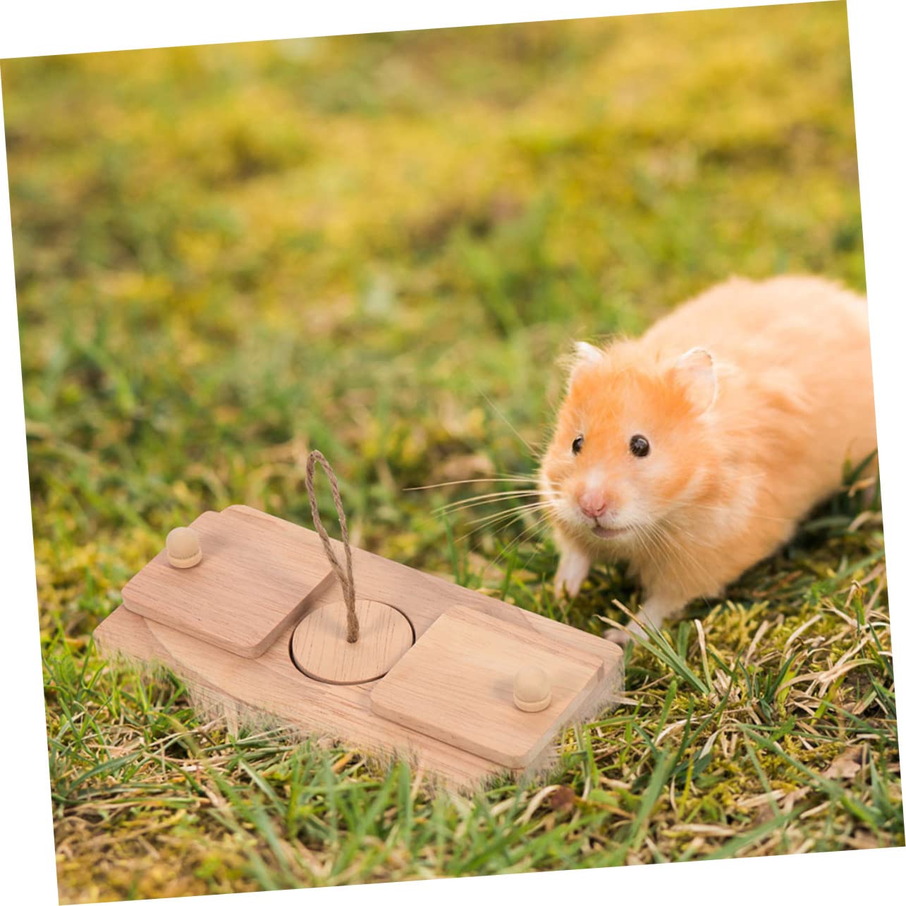 Ensemble De 2 Jouets pour Chinchilla Compacts en Bois pour Cacher des Friandises pour Cage De Petit Animal Accessoire pour Hamster
