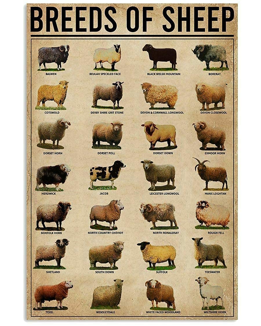 TFZQm Knowledge Retro Metal Tin Signs Breeds Of Sheep Typographic Posters Sheep Infographic Plaques Home Room Farmhouse Wall Decor 8x12 Inches