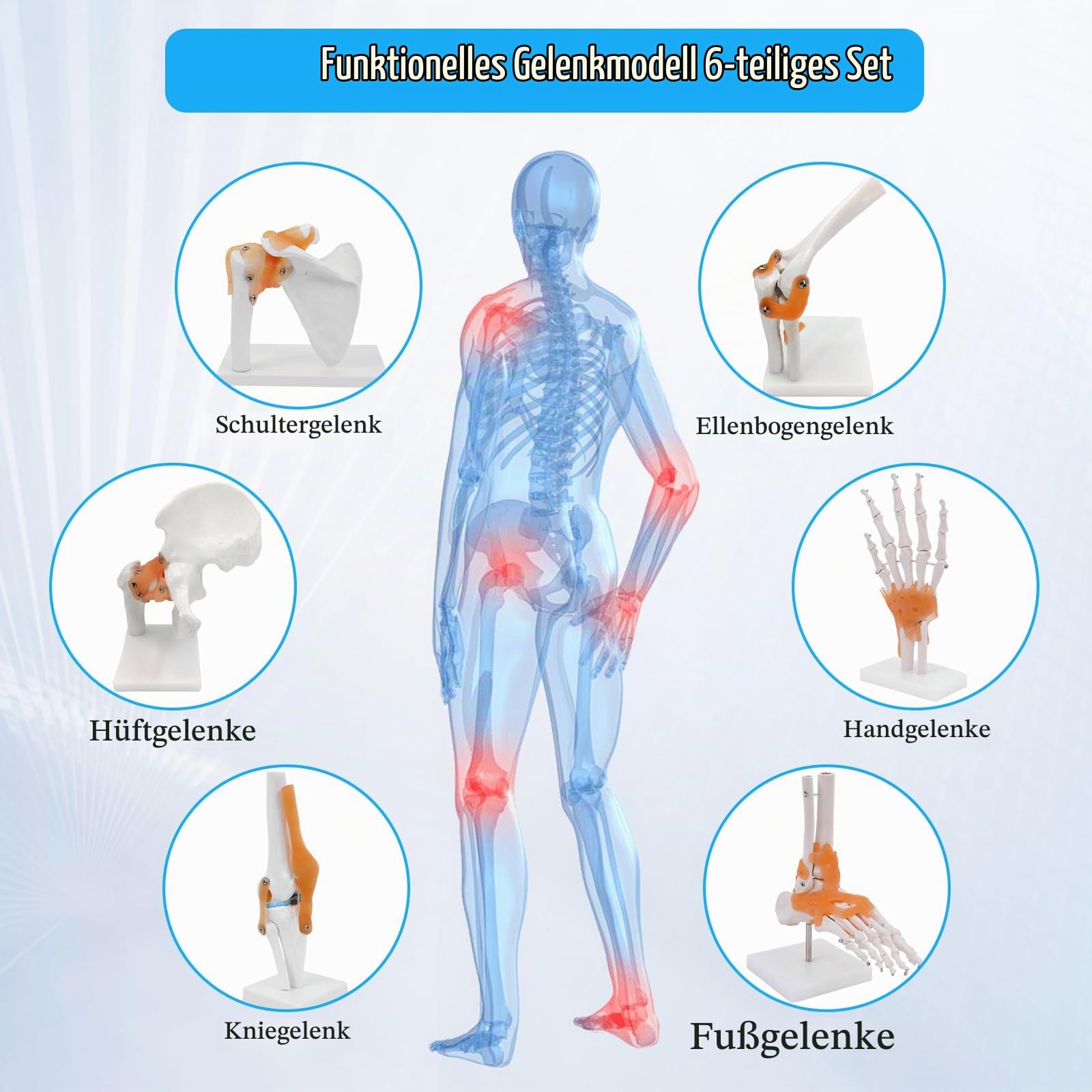 Anatomie-Skelett-Modell Lebensgroßes Gelenksmodell 6 Stück, Schulter-, Ellbogen-, Hüft-, Fuß-, Hand-, Kniegelenk-Modell, Pädagogische Ressourcen