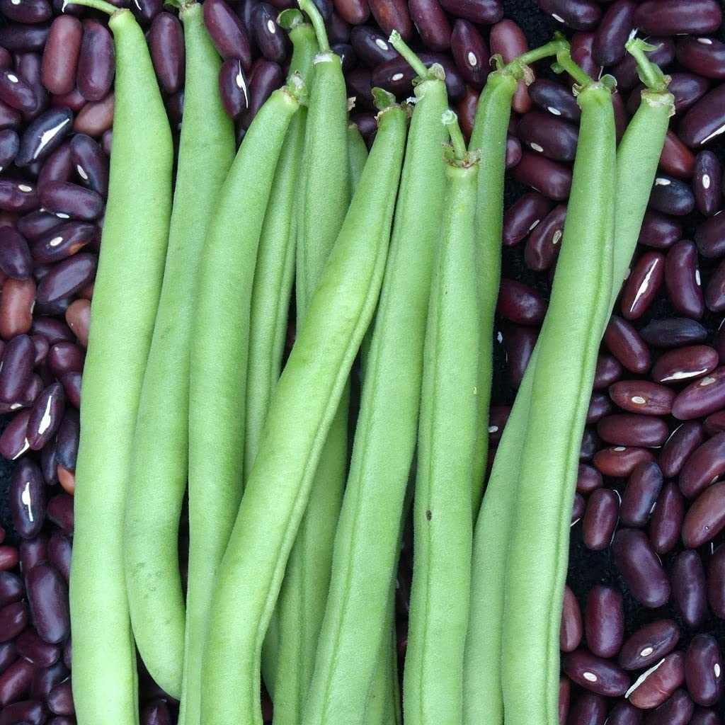 Golden Hills Farm Hybrid Fresh Green Beans F1 Seeds, Pole Climbing Bean, Green Bean, Phaseolus Vulgaris Vegetable50+ seeds (B0965SQ8JX) Amazon Price History, Amazon Price Tracker