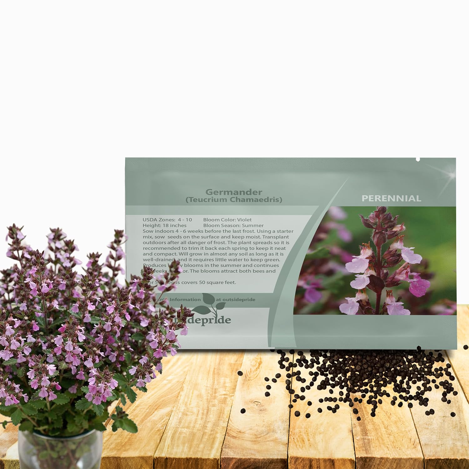 Outsidepride Germander Herb Seeds - 500 Pcs Perennial, 18-Inch Tall, Violet Blooms, Evergreen Ornamental Hedge for Herb Gardens, Attracts Bees &