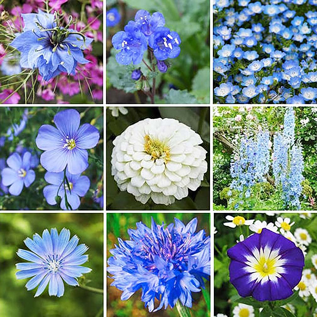 Misha & Puff ダブルパロマ blue flower Amazon.com : All Blue Flowers Mixed : Patio, Lawn & Garden