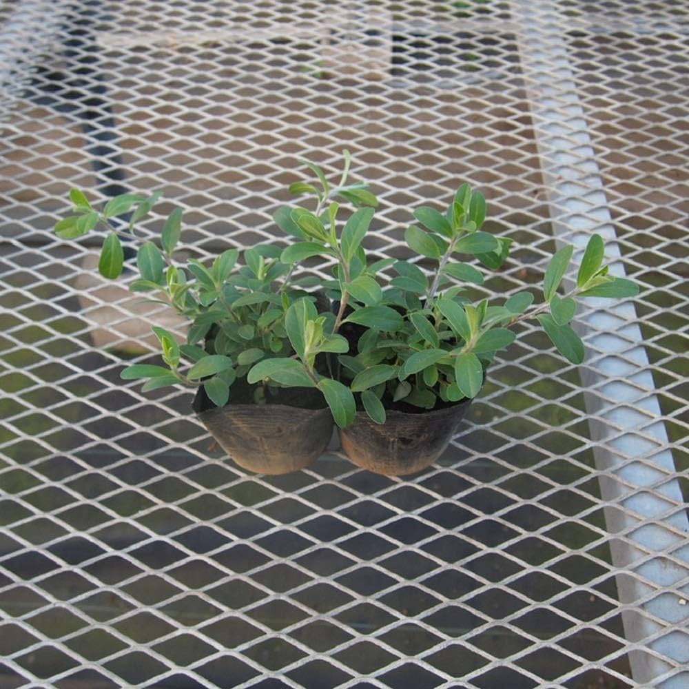 Amazon.co.jp: 【多年草】 アメリカンブルー 2株セット