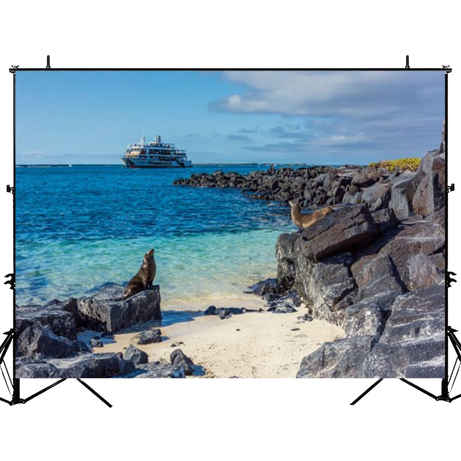 Photography Backdrop Photography Background Galapagos Sea Lion Espanola Island Ecuador for Photoshoot Portrait Photo Studio Video Prop Birthday Party