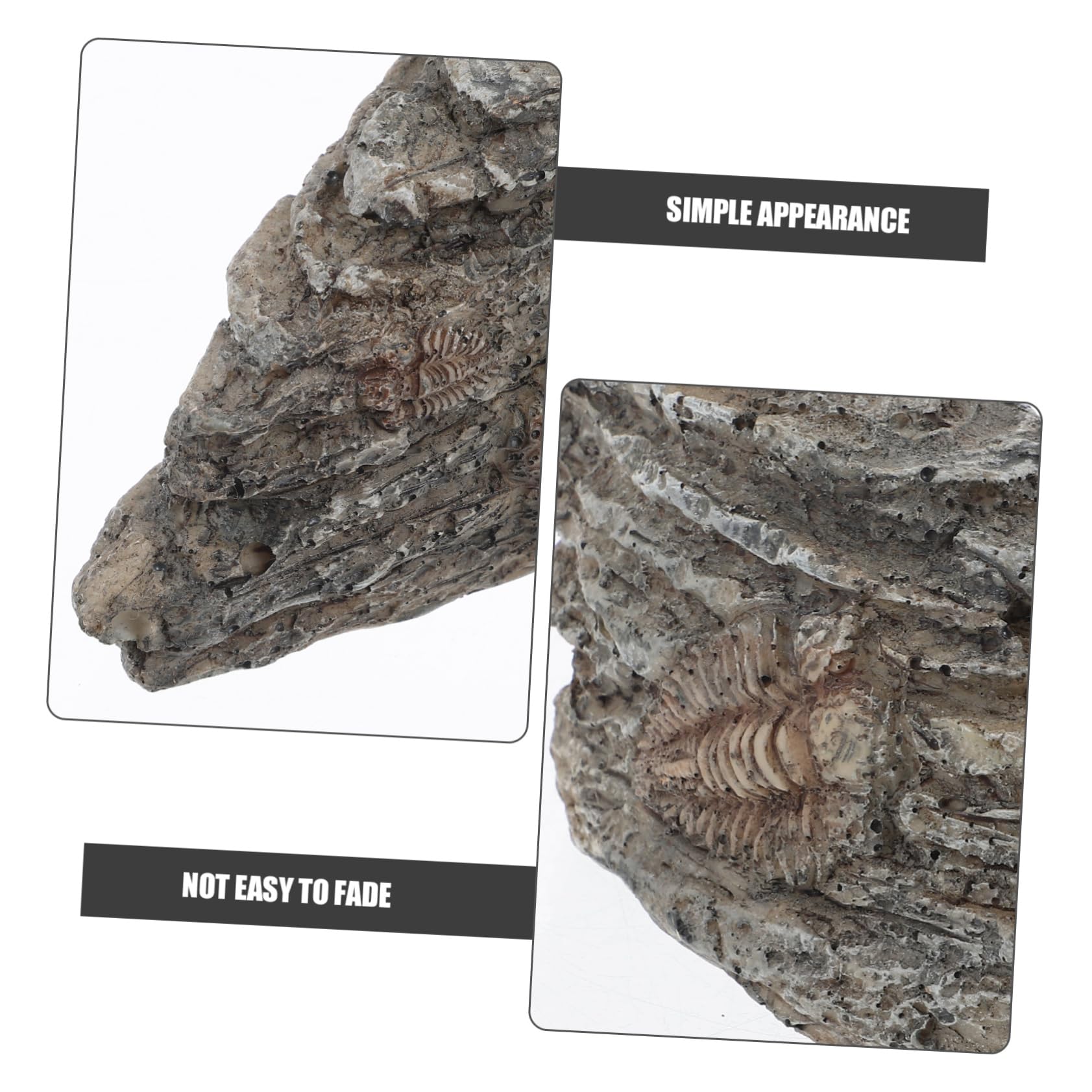 SOLUSTRE 5pièces Ornement Paléontologique Résine De Trilobite Pour Décoration Intérieure Et Enseignement Scientifique Fossile Décoratif Pour Aquarium Et Collection