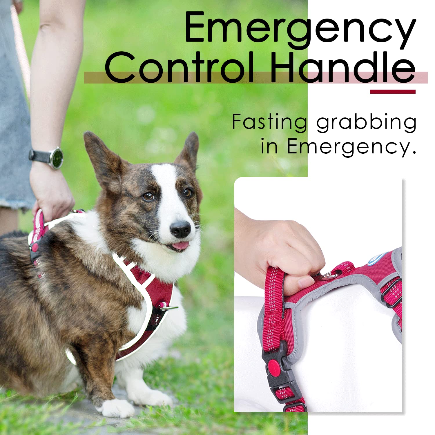 Amazon | ThinkPet 犬 ハーネス リード付き 胴輪 引っ張り防止 負担が