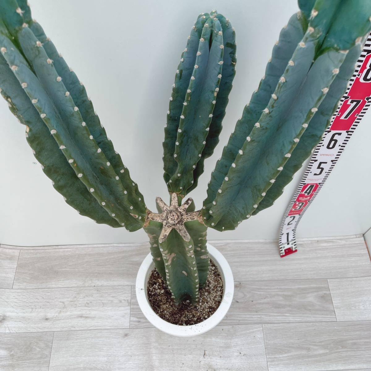 Amazon.co.jp: 多肉植物 柱サボテン ブランチ 8号 鬼面角 ハシラ