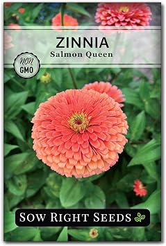 Sow Right Seeds - Salmon Queen Zinnia Seeds for Planting - Non-GMO Heirloom Packet to Plant & Grow an Outdoor Home Flower Garden - Annual, Giant Pink Blooms to Cut and Come Again 1