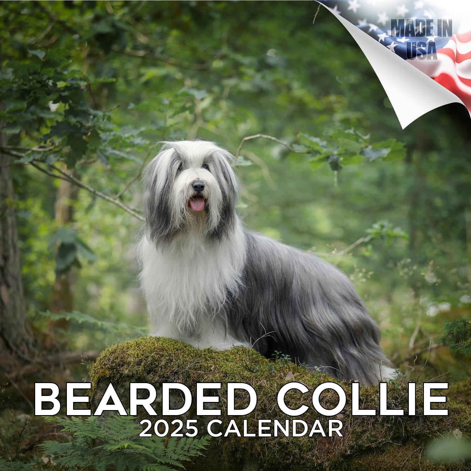 2024 2025 Bearded Collie Calendar Dog Breed Monthly Wall