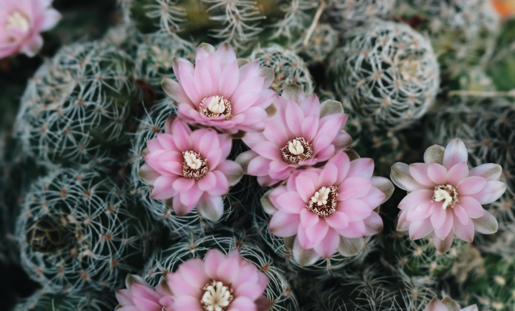 Floramour: Succulents / Sukkulenten /anglais