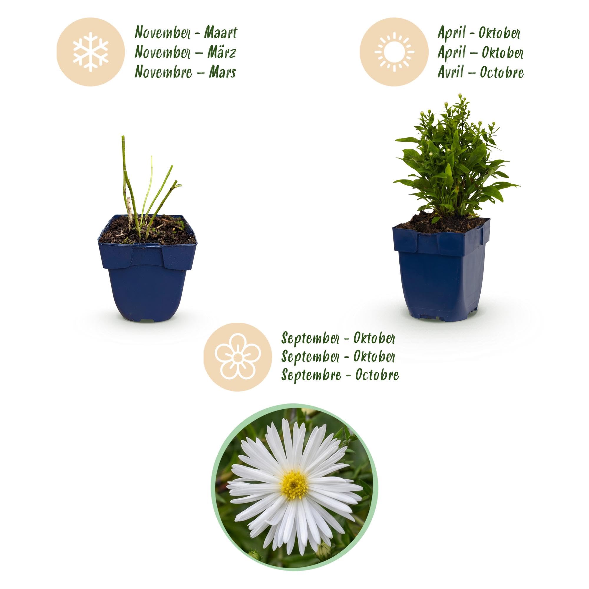 Aster Schneekissen Perenni, per Aiuole, Bianco, Set da 12, Vaso 11 cm