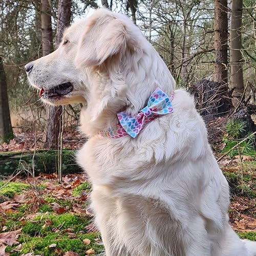 Miniatura 156 de PETDURO Collar de perro personalizado con nombre y teléfono grabado en hebilla de metal – Personalizado para perros medianos y grandes – Impresiones