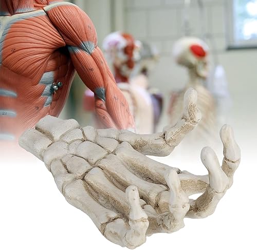 Miniatura 4 de Yosoo Manos de esqueleto de Halloween, adornos de hueso de mano ligeros de alta dureza, proporcionando a los estudiantes de medicina con estructura