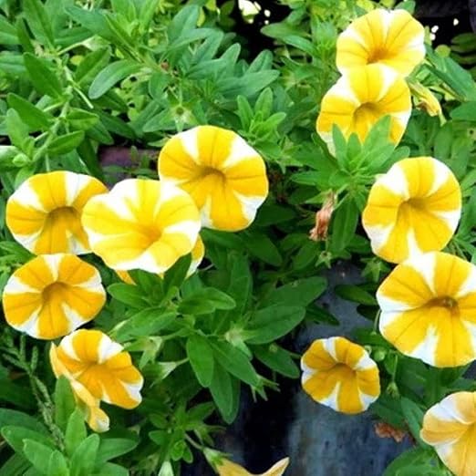 Amazon ペチュニアの種 多年草 開花期間が長く 八重咲き 花壇をアレンジできます ナチュラルでオーガニック 発芽しやすい 300 個 花