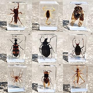 9PCS Real Insect Resin Specimen Set with Magnifying Glass,Desk Paperweight Animal Taxidermy,Specimen Resin for Science Education