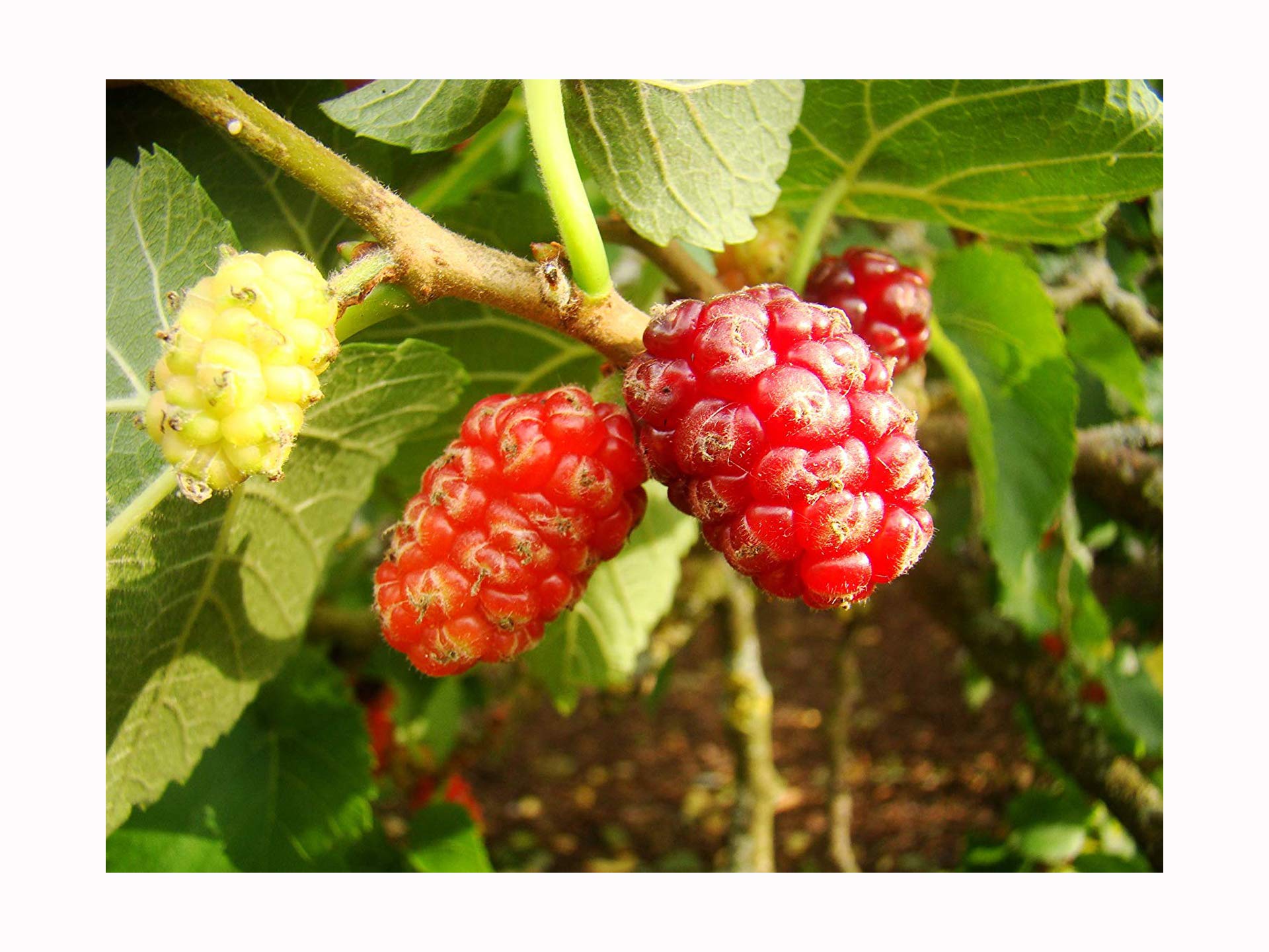 Black Mulberry Tree Morus nigra Hardy Fruit Tree Starter Plant of 10-15cm, Fruit is Sweet and Edible