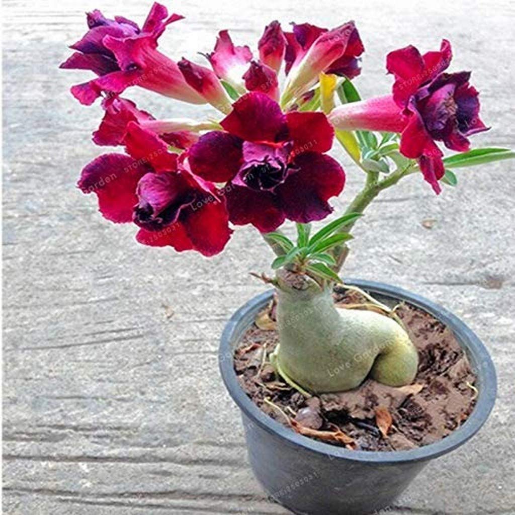 Creative Farmer Bonsai Live Plant Desert Rose Potted Flowers Obesum Indoor Garden Plants Adenium For (1 Live Bonsai Plant) C (B08QCCXSZY) Amazon Price History, Amazon Price Tracker