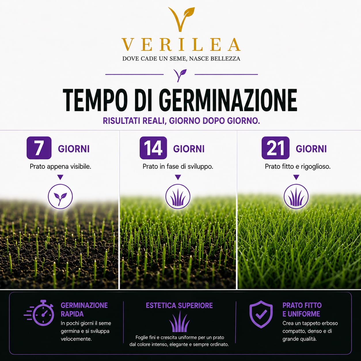 VERILEA ADE - Semi da Prato micorizzati per Zone d'Ombra, esteticamente superiore e resistenza elevata a siccità e calpestio. (10Kg per 350mq)