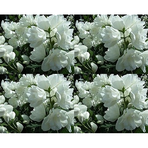 Philadelphus Virginal Mock Orange Highly Fragrant Shrub Plant Large Supplied in a 5 Litre Pot by DirectPlants™ Cover