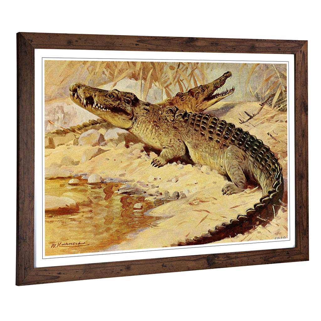Big Box Art Framed Print of Vintage W Kuhnert Nile Crocodile Design | Wall Art Picture | Home Decor for Kitchen, Living Room, Bedroom, Hallway, Walnut, A2 / 24.5x18 Inch / 62x45cm