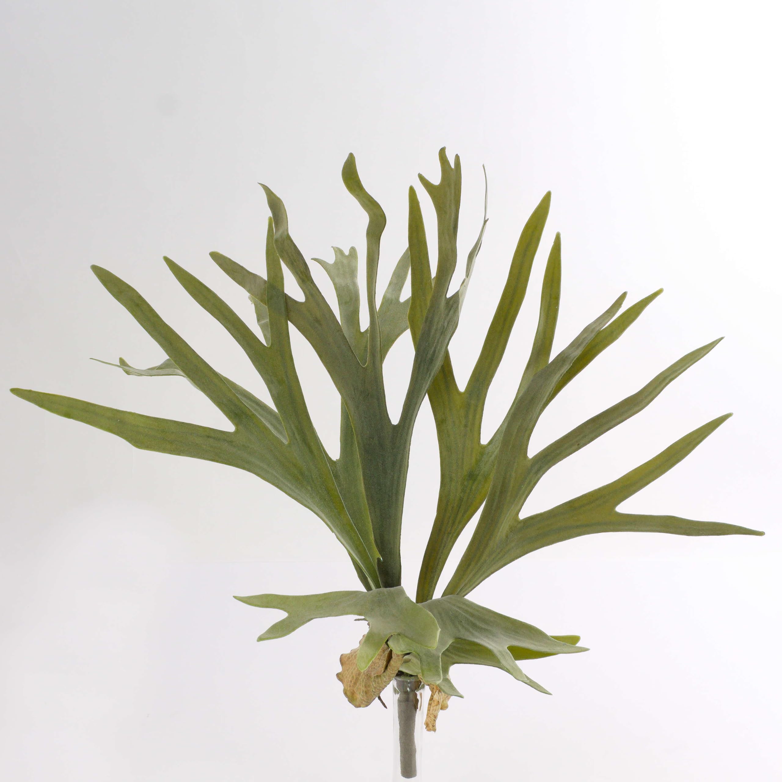 artplants.de Artificial staghorn fern GEORGE with 8 leaves, green, Ø 20"/50cm, 16"/40cm - Decorative fern/Plastic fern