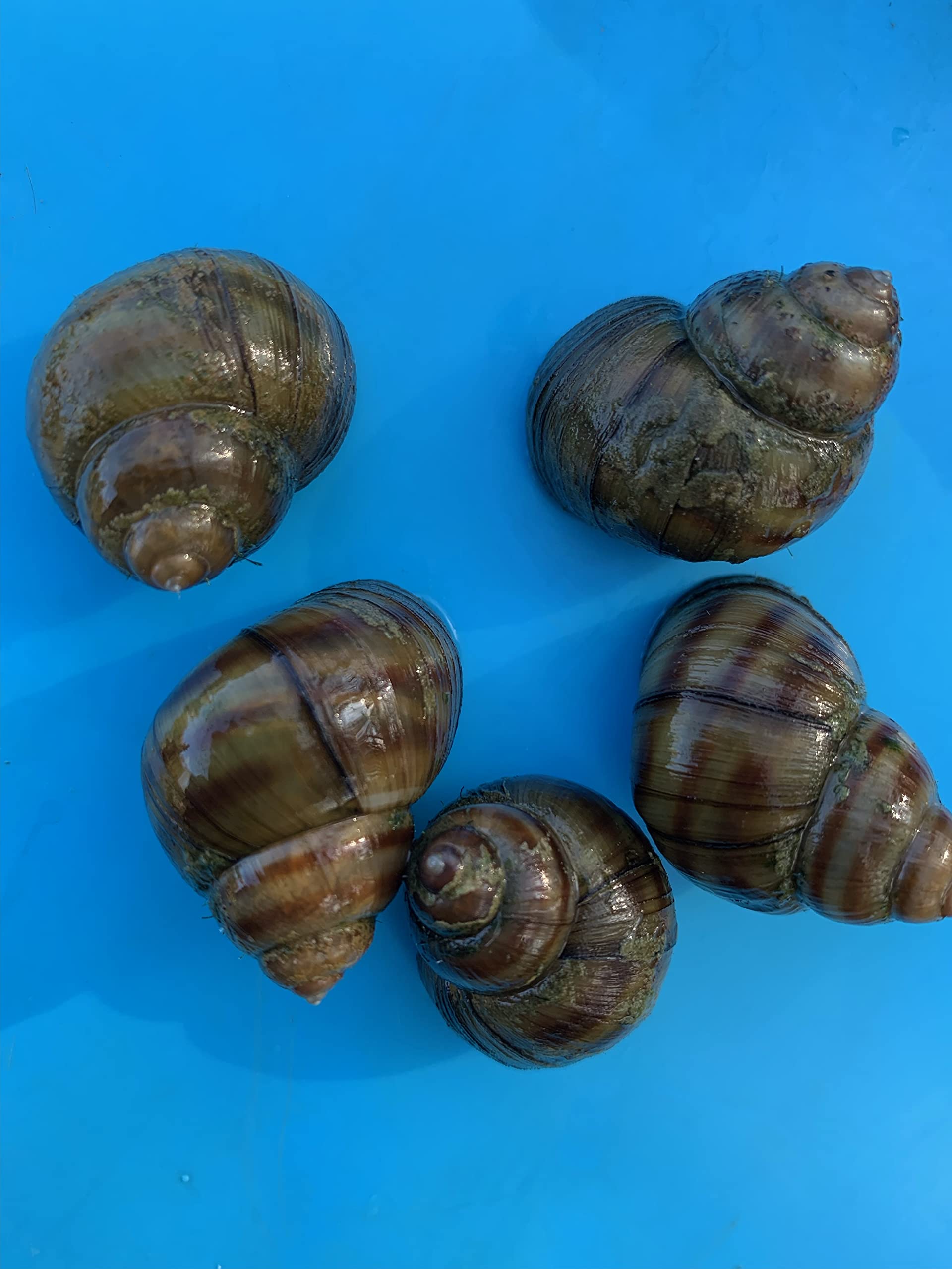 Generisch Teichschnecken für einen sauberen Gartenteich - EIN biologisches Gleichgewicht herstellen (10 Sumpfdeckelschnecken)