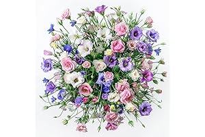 Lisianthus Flower Seeds for Vibrant Blooms - Sow 100 Seeds for a Color Burst
