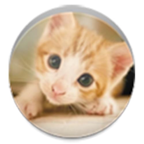 Kitten Slots